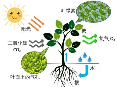 無線有效光合作用傳感器